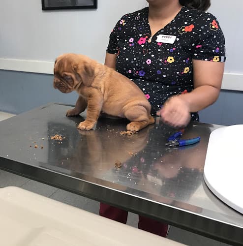 Dog day care center Stiern Veterinary Hospital Bakersfield