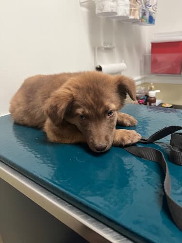 Dog day care center Stine Veterinary Hospital Bakersfield