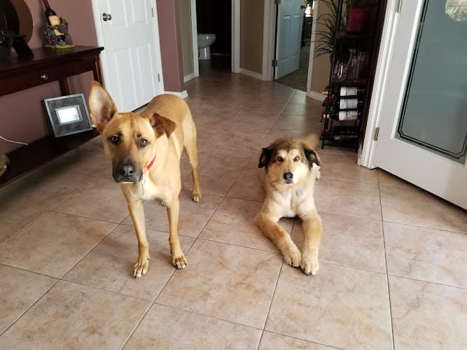 Dog day care center StoneFox Kennels Spokane