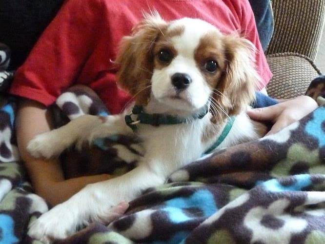 Dog day care center StoryTime Cavaliers Bend