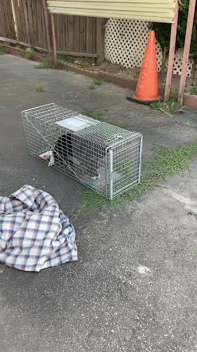 Dog day care center Stray Paws Animal Haven El Monte