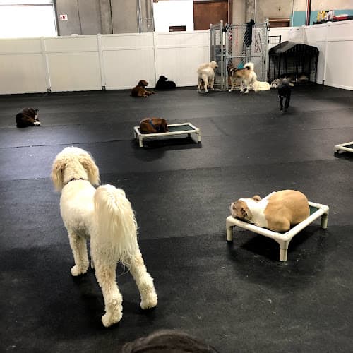Dog day care center Suite Dog Daze LLC Gresham