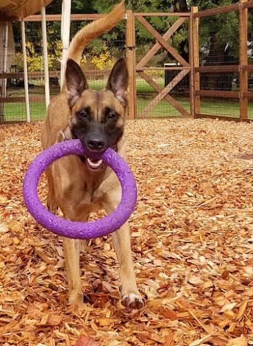 Dog day care center Summit Kennels Tacoma