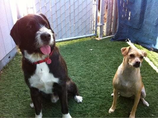 Dog day care center Sunrun Kennels Irvine