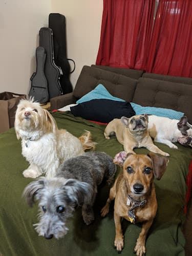 Dog day care center Sunset Barquis Los Angeles