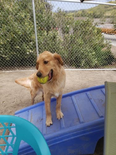 Dog day care center Surfside Pet Resort Carlsbad