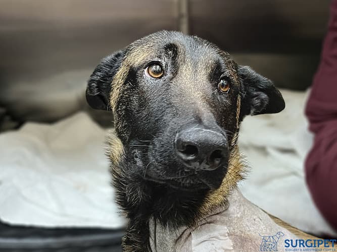 Dog day care center Surgipet - Urgent Care Center San Marcos