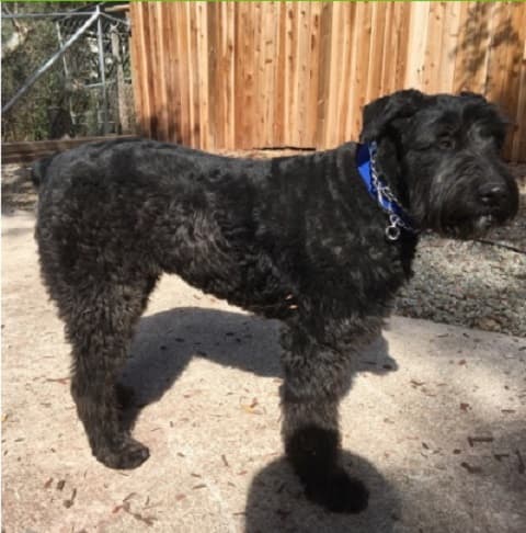 Dog day care center SW Canine Rehabilitation, Inc. Santa Ana