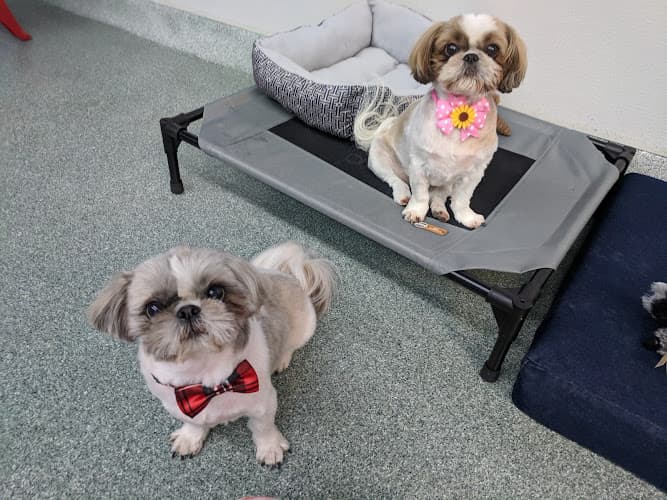 Dog day care center Sweet Doggies Santa Clara