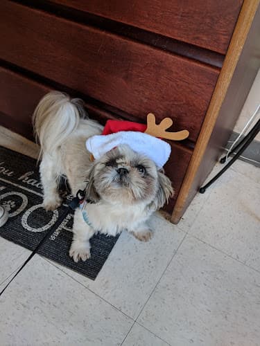 Dog day care center Sweet Doggies Santa Clara