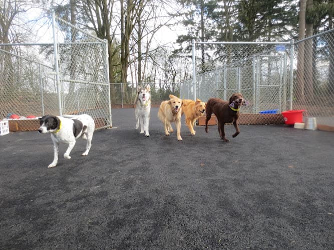 Dog day care center Tail Wag-Inn Boarding Kennel Hillsboro