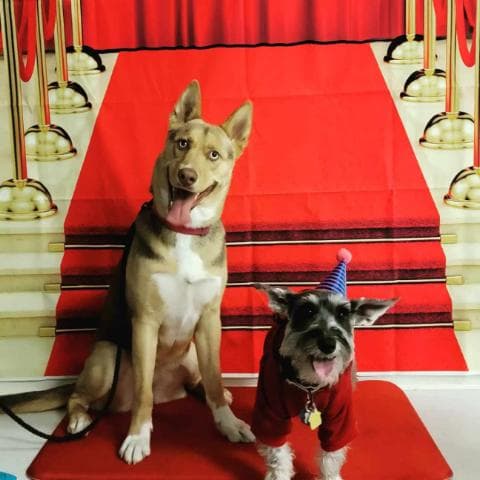 Dog day care center Tail Wags Santa Clara