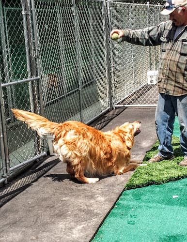 Dog day care center Tails-A-Waggin' Dog & Cat Inn Everett