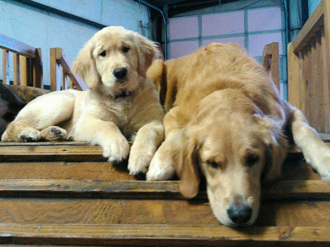 Dog day care center Tails R Waggin Doggy Day Care Portland