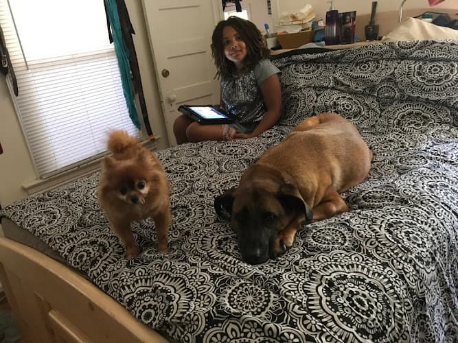 Dog day care center Tailwagger Club Renton