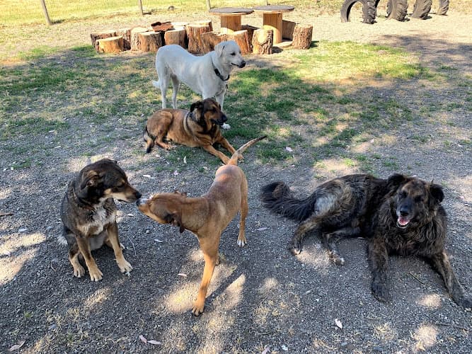 Dog day care center Taylor Mountain Canine Retreat Santa Rosa