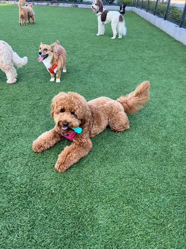 Dog day care center Tefani & So Dogcare San Francisco