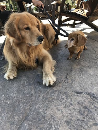 Dog day care center Temecula Valley Pet Sitting Temecula