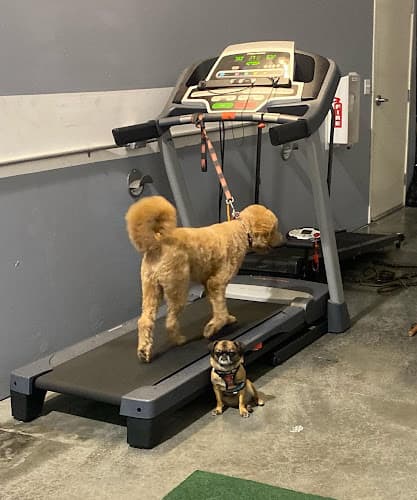 Dog day care center Thatz My Dawg Santa Rosa