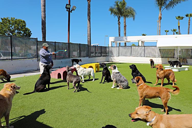 Dog day care center The Animal Keeper Carlsbad