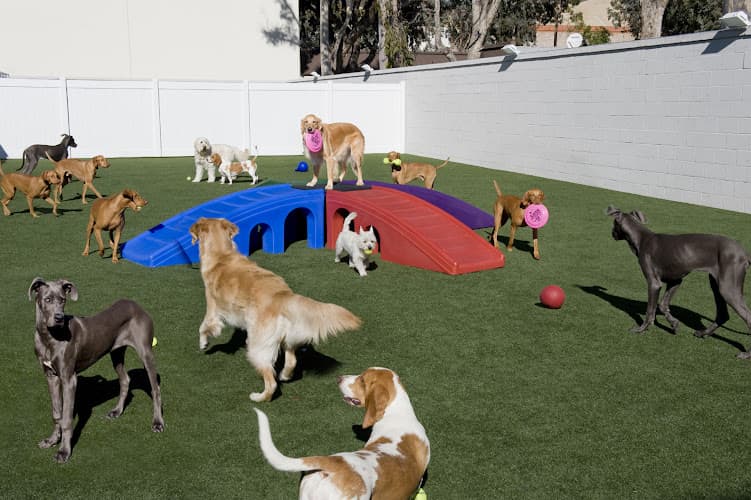 Dog day care center The Barkley Pet Hotel and Day Spa Simi Valley