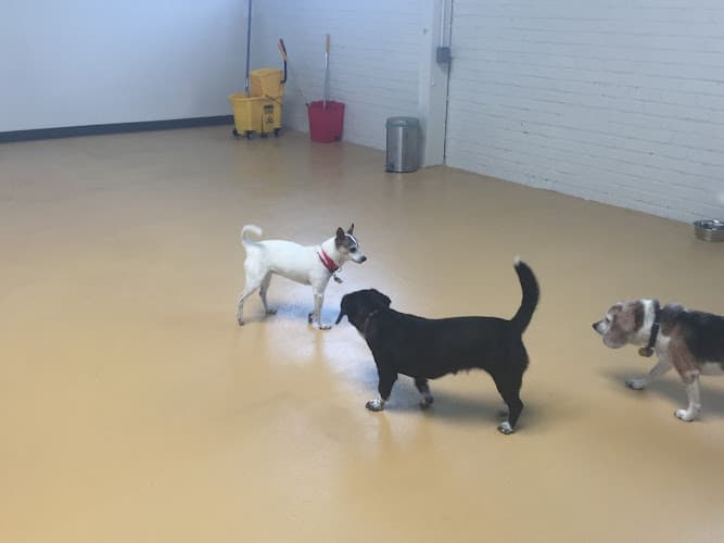 Dog day care center The Barkmont San Francisco