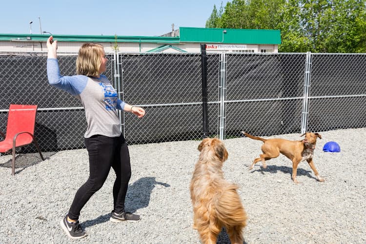 Dog day care center The Blue Moose Animal Therapy Center Anchorage