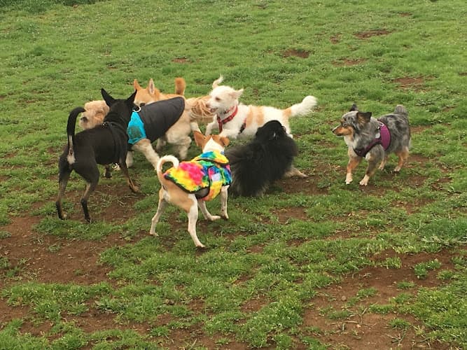 Dog day care center The Canine Junkie Portland
