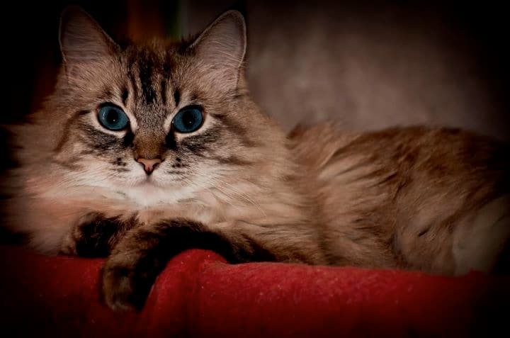 Dog day care center The Cat Doctor & Friends Santa Clarita