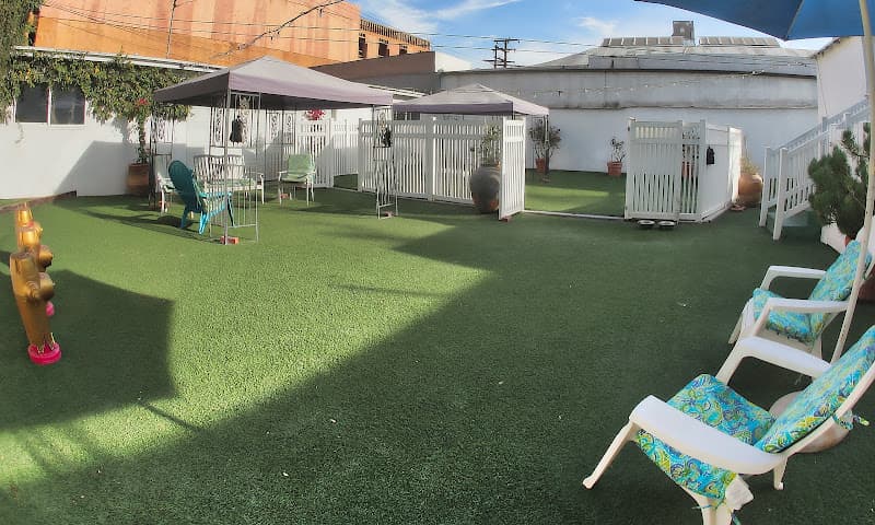 Dog day care center The Club Beverly Hills Los Angeles