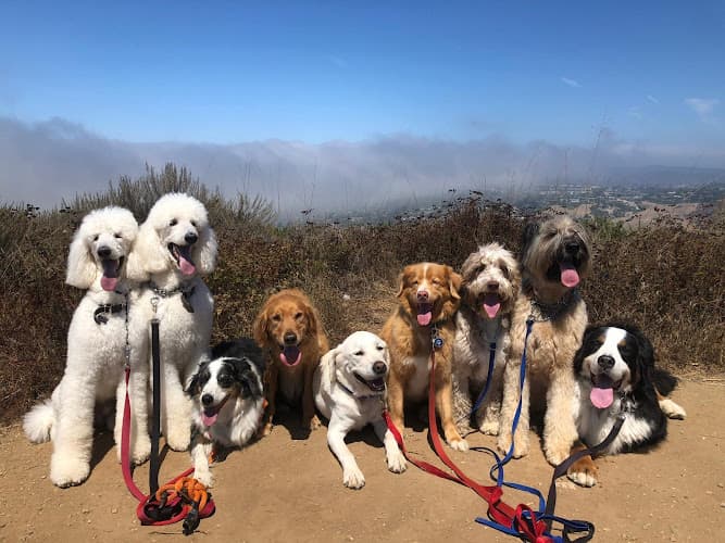 Dog day care center The Dog Republic Los Angeles