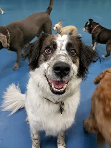 Dog day care center The Dog Resort Sodo Kent