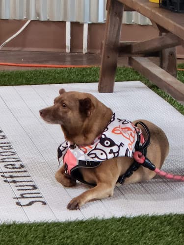 Dog day care center The Dog Society Chula Vista