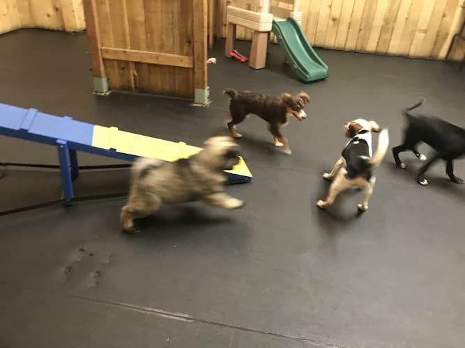 Dog day care center The Dog Spot Everett