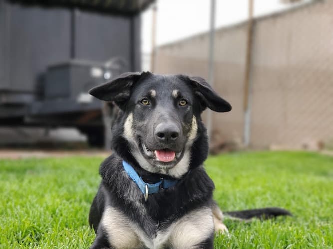 Dog day care center The Fix Project Long Beach