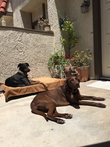 Dog day care center The Fun Pet Nanny in Canyon Country! Santa Clarita