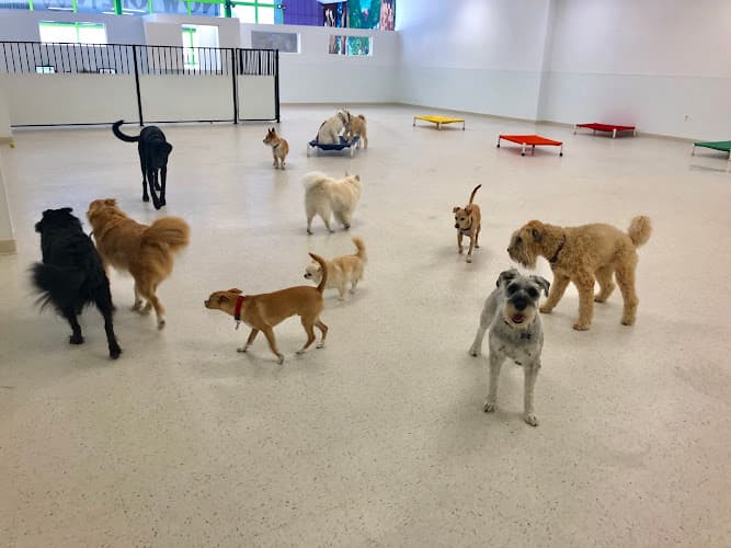 Dog day care center The Grateful Dog Santa Clara