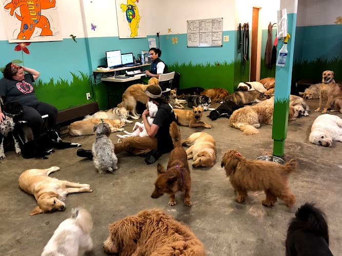 Dog day care center The Grateful Dog Santa Clara