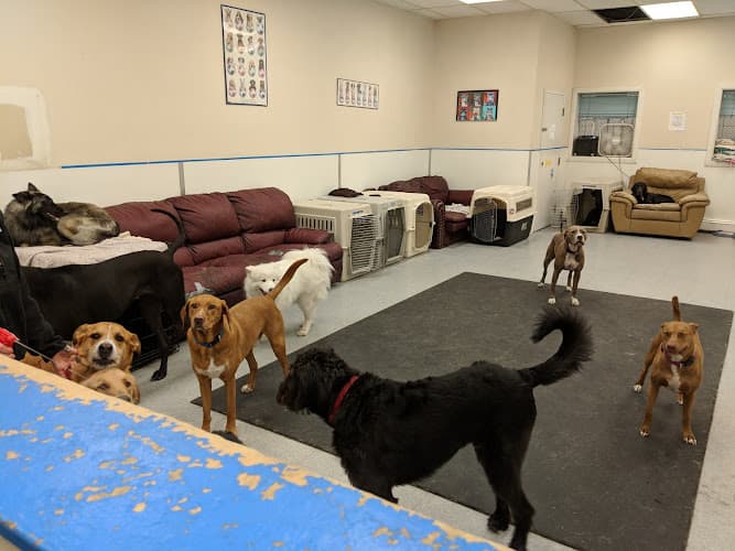 Dog day care center The Hound Lounge Anchorage