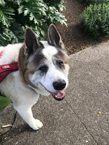 Dog day care center The Leash and Collar Seattle