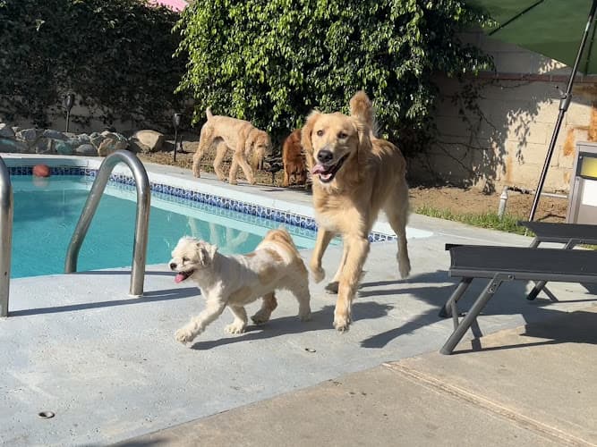 Dog day care center The Leash I Can Do Long Beach