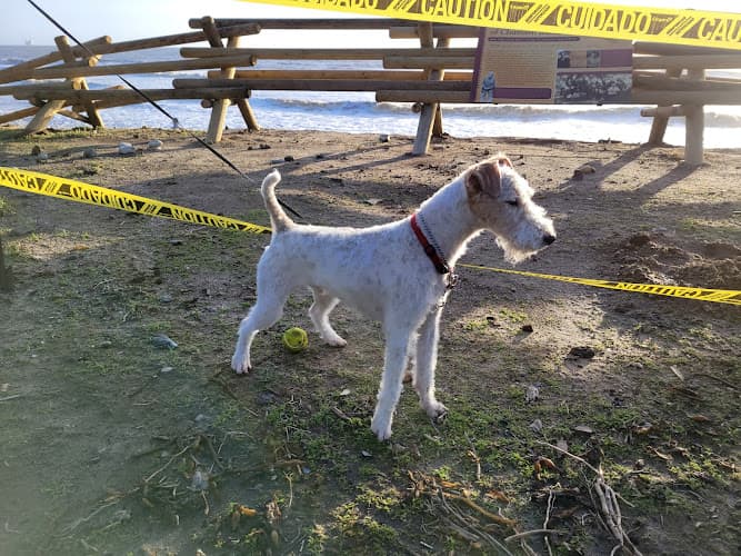 Dog day care center The Little Dog House Santa Maria
