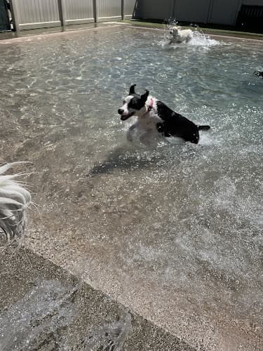 Dog day care center The Local Bark Sacramento