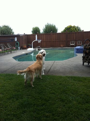Dog day care center The Meadows Canine Camp Santa Rosa