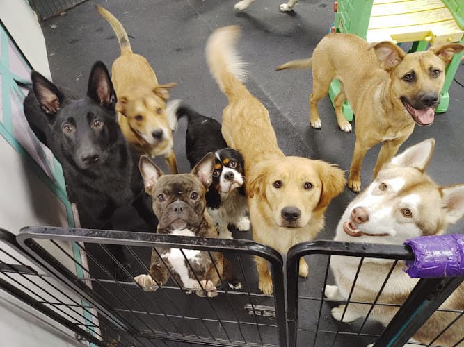 Dog day care center The Muttropolitan Dog Daycare And Boarding Tacoma
