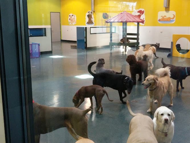 Dog day care center The Pampered Pet Hotel & Grooming Spa Lancaster