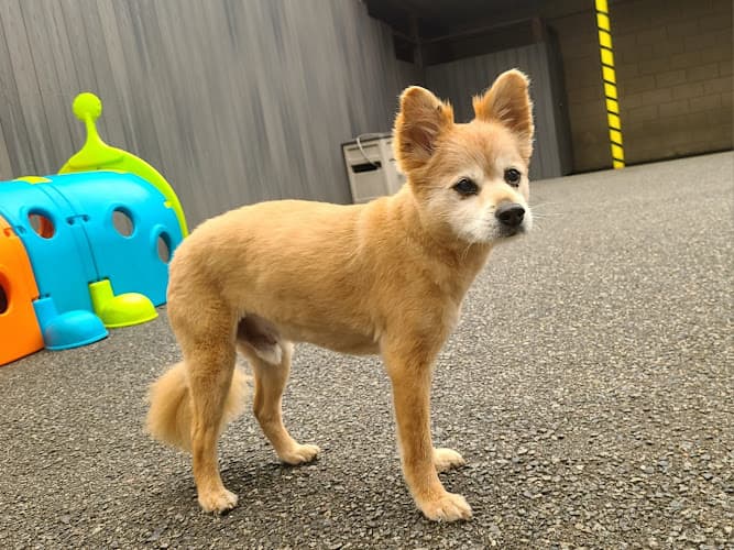 Dog day care center The Pawington San Francisco