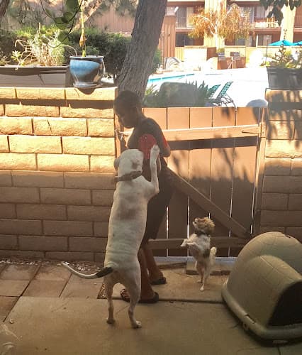 Dog day care center The Pets Place Animal Hospital San Bernardino