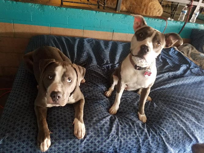 Dog day care center The Puppy Playhouse Costa Mesa