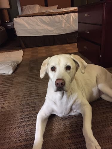 Dog day care center The Real Dogs of Anaheim Hills Anaheim